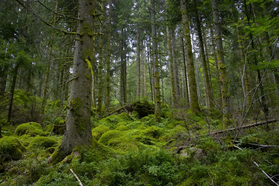 Beispielbild: Schwarzwald